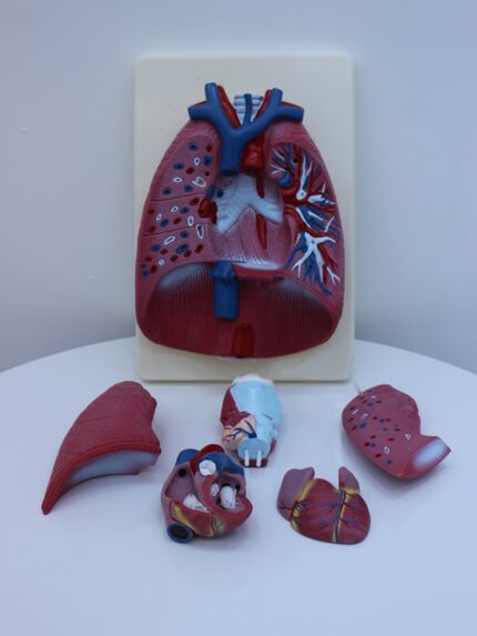 İnsan Trokal Organları - KYR3322