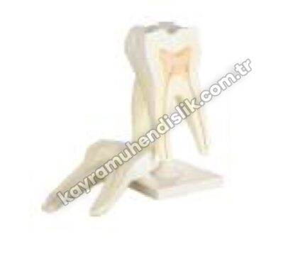 Büyük Azı Dişi Modeli - KYR6835