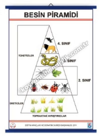 Besin Zinciri Piramidi Tablosu - KYR0779