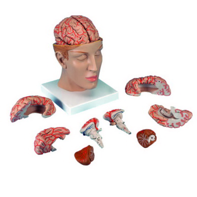 Beyin Modeli (8 Parça) K20220