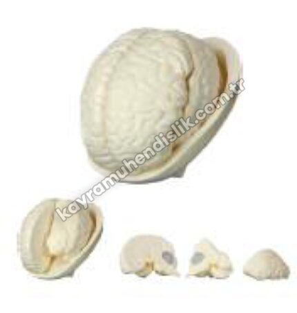 Beyin Modeli - KYR8700