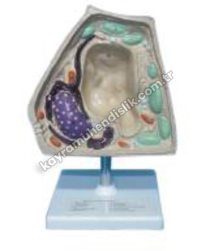 Bitki Hücresi Modeli - KYR6955