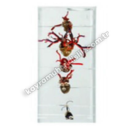 Değişik Canlıların Kalp Modeli K20380