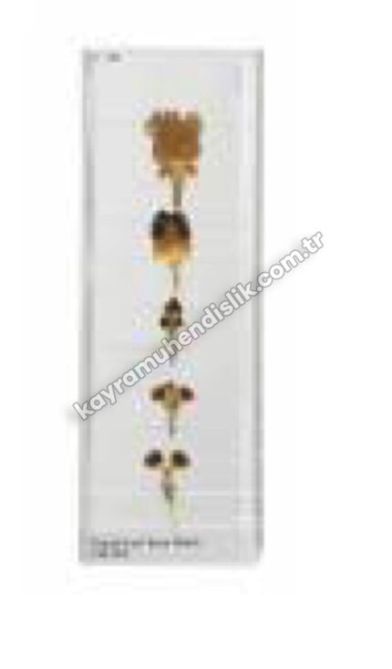 Değişik Canlıların Beyin Modeli - KYR0894