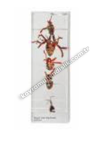 Değişik Canlıların Kalp Modeli - KYR0895