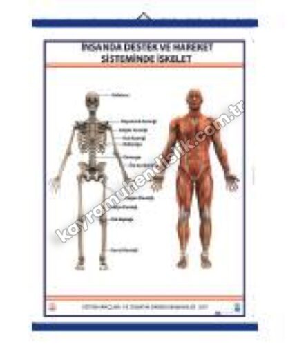 Destek ve Hareket Sisteminde İskelet Levhası - KYR0703