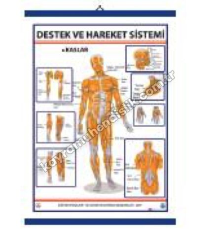 Destek ve Hareket Sisteminde Kaslar Levhası - KYR0704