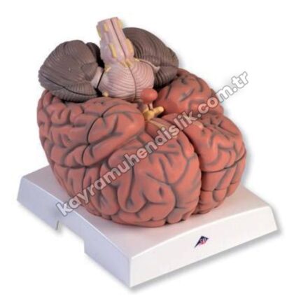 Dev Beyin Modeli KEA 8850