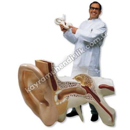 Dev Kulak Modeli KEA 8820