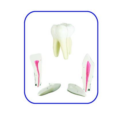 Diş Modelleri Seti (3'lü Set) K20320