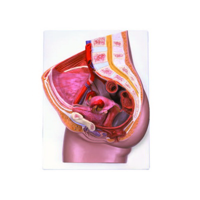 Dişi Pelvis (2 Parça) K20200