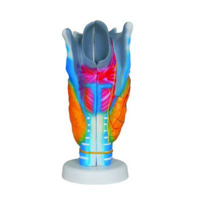 Gırtlak Modeli K20180