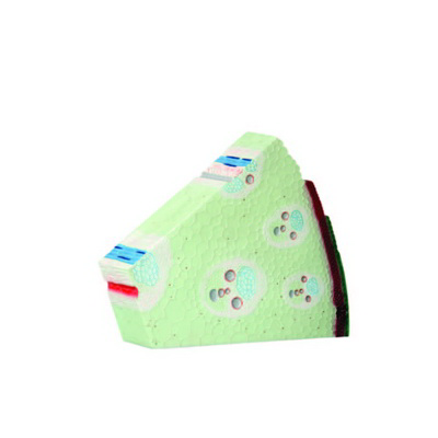 Bitki Gövdesi Kesiti Modeli K20250