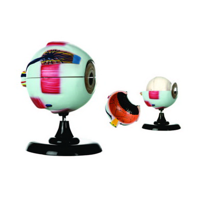 Göz Modeli ( 7 Parça) K202800