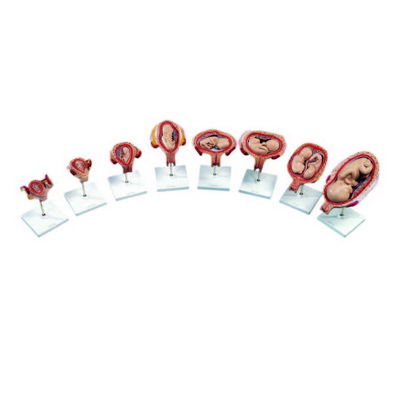 Gebeliğin Evreleri K20130