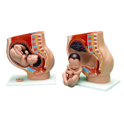 Gebelik Dönemi (3 Parça) K20140