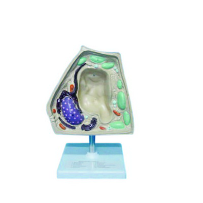 Bitki Hücresi Modeli K20230