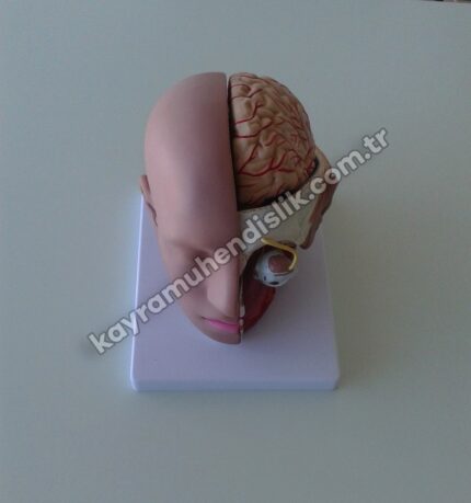Kafa Ve Beyin Modeli ( 4 Parça ) - KA103