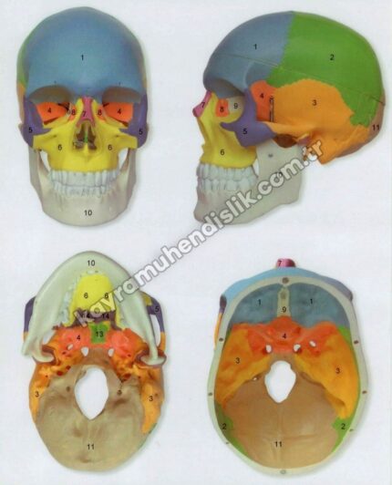 Kafatası Modeli (3 Parça Renklendirilmiş) - KA112