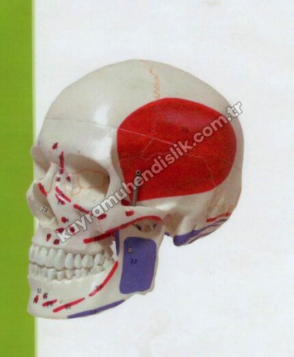 Kafatası Modeli ( Kas Yapısı Belirtilmiş ) - KA113