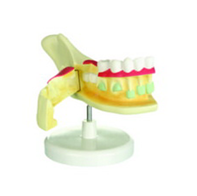 Küçük Yarım Çene Modeli K20350