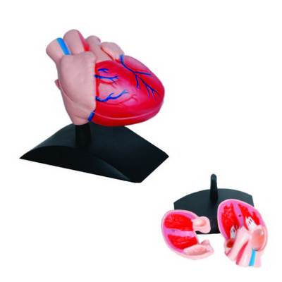 Kalp Modeli K20170