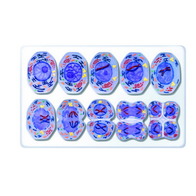 Mayoz Bölünme Modeli K20110