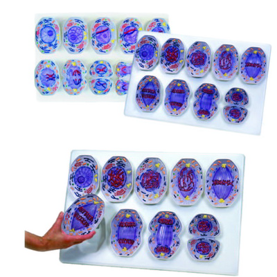 Mitoz Bölünme Modeli K20120