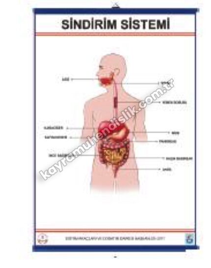 Sindirim Tablosu - KYR0513