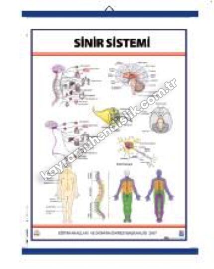 Sinir Sistemi Levhası - KYR0721