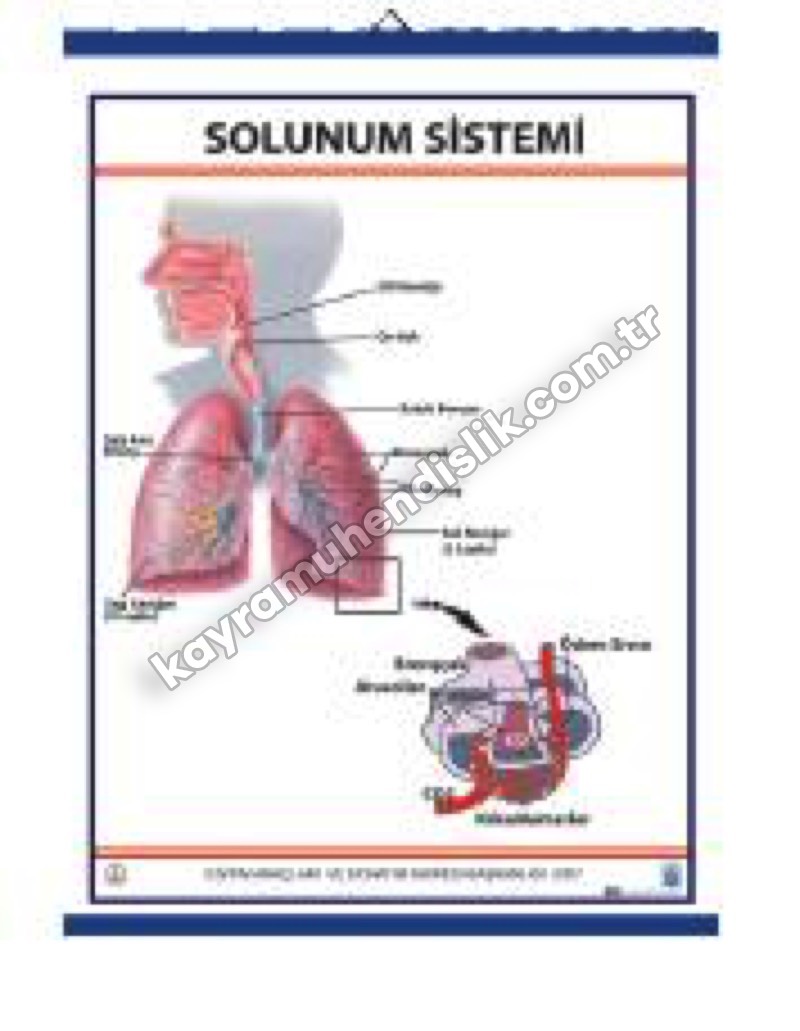 Solunum Sistemi Levhası - KYR0726 Solunum Sistemi Levhası - KYR0726