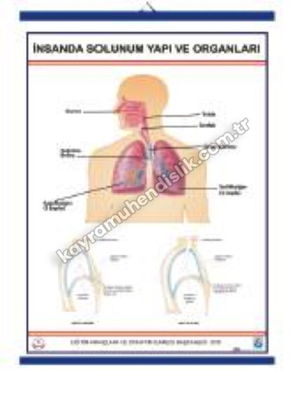 Solunum Sistemi Levhası - KYR0736