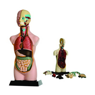 İnsan Vücudu Modeli K20030