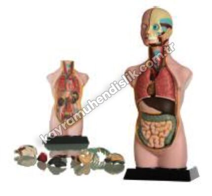 İnsan Vücudu Modeli (11 Parça) - KYR0294