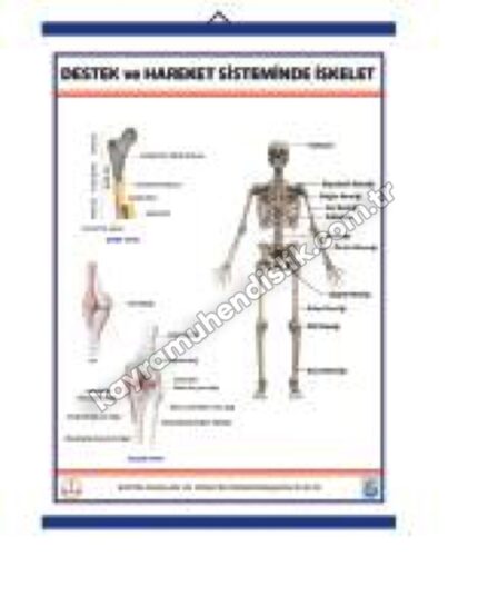 İskelet Tablosu (Destek ve Hareket Sistemi) - KYR0297
