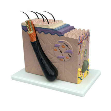 Büyütülmüş Deri Modeli KMA-33145