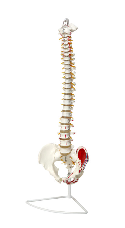 Omurga İskeleti Modeli KMA-33934