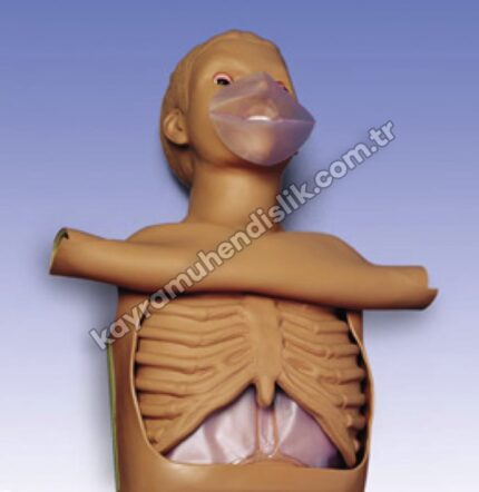 CPR gövdesi
