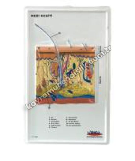 Deri Kesiti (Büyütülmüş) Kabartma - KYR0189