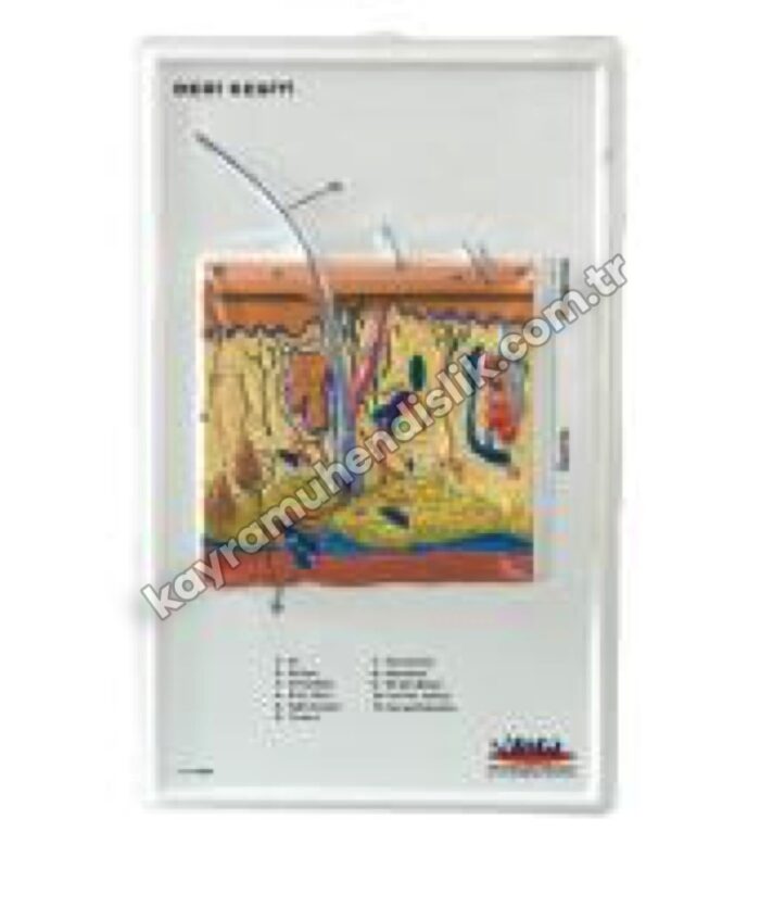 Deri Kesiti (Büyütülmüş) Kabartma - KYR0189