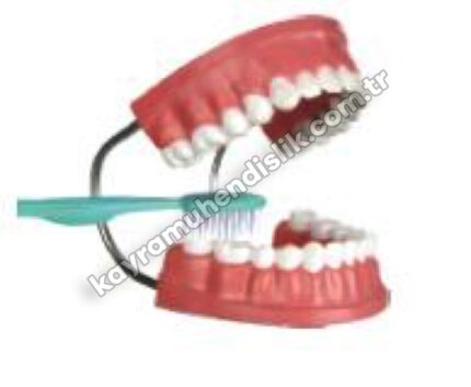Diş Fırçalama Modeli - KYR8401