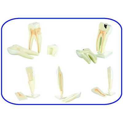 Diş Modelleri Seti (5'li Set) K20310