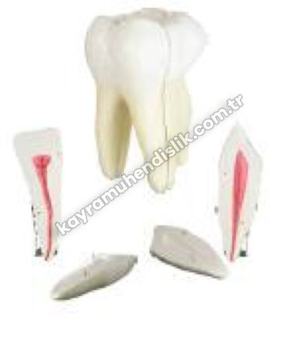 Diş Modelleri Seti (3'lü Set) - KYR6830