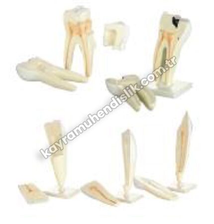 Diş Modelleri Seti (5'li Set) - KYR6820