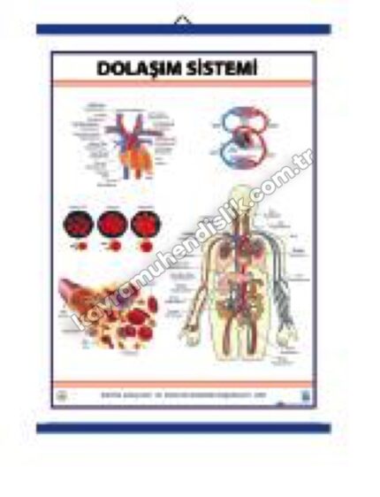 Dolaşım Sistemi Levhası - KYR0317