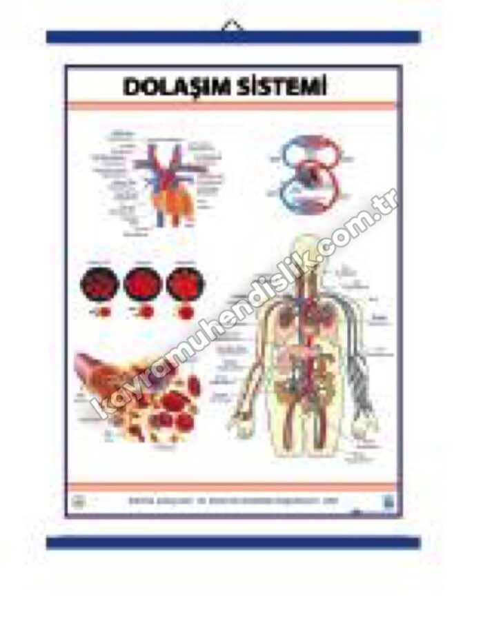 Dolaşım Sistemi Levhası - KYR0317
