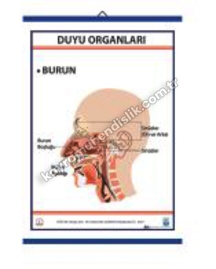 Duyu Organları Levhası Burun - KYR0709