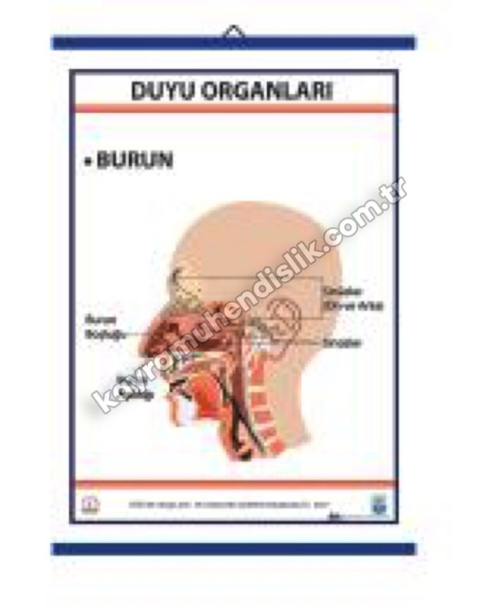 Duyu Organları Levhası Burun - KYR0709
