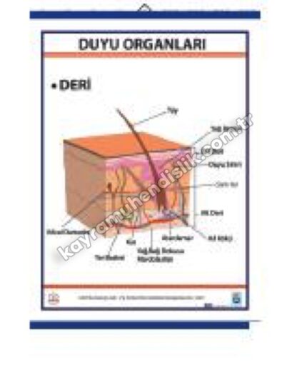Duyu Organları Levhası Deri - KYR0708