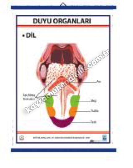 Duyu Organları Levhası Dil - KYR0710